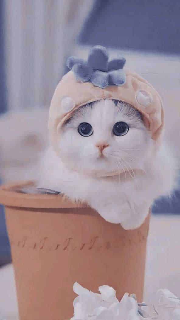 تصویر پس زمینه کیوت دخترونه از بچه گربه بامزه و سفید رنگ داخل گلدان