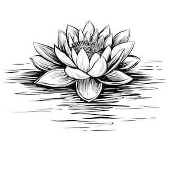 عکس سیاه سفید گل شناور روی آب