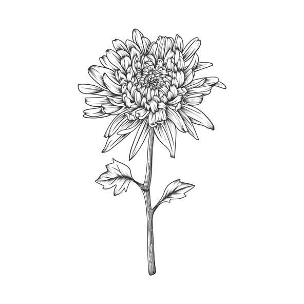 عکس جدید نقاشی گل تکی برای استفاده در پروفایل