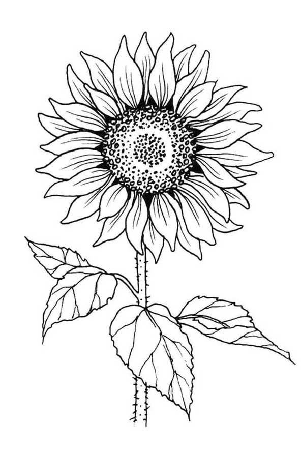 طرحی زیبا از گل آفتابگردان نقاشی شده با قلم روی کاغذ